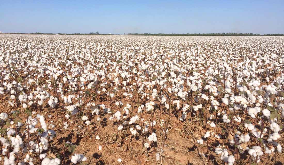 Venda da safra de algodão em Mato Grosso chega a 60%; preço da arroba cai 3%