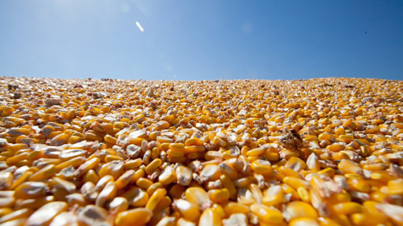 Venda do milho de Mato Grosso para o exterior cresce 61%; só a China compra 27%