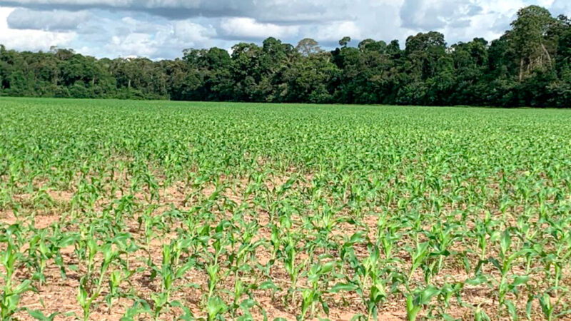Custeio da safra de milho em Mato Grosso tem leve alta