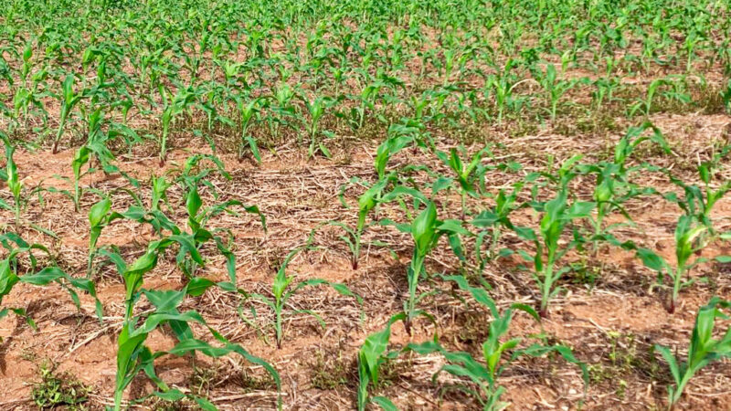 Plantio do milho entra na reta final em Mato Grosso e 80% foi dentro da janela ideal