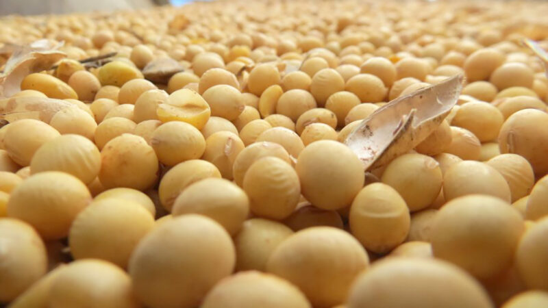 Custo de produção da soja em Mato Grosso tem leve baixa
