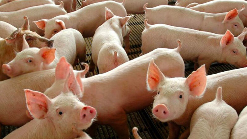 Abate de suínos cai em Mato Grosso e IBGE constata altos custos de produção