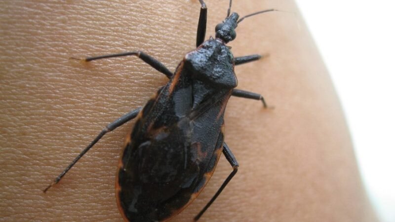 Chagas: mais de 1,2 milhão tem a doença no Brasil, mas 70% não sabem