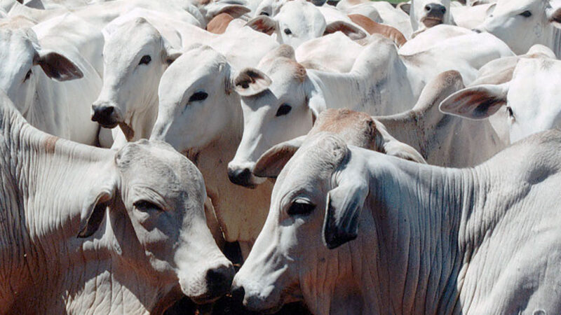 Preço do boi gordo e da vaca em Mato Grosso aumenta