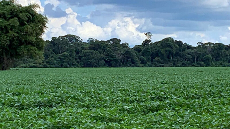 Valor da produção da soja em Mato Grosso aumenta 5,7% e chega a R$ 110,2 bilhões