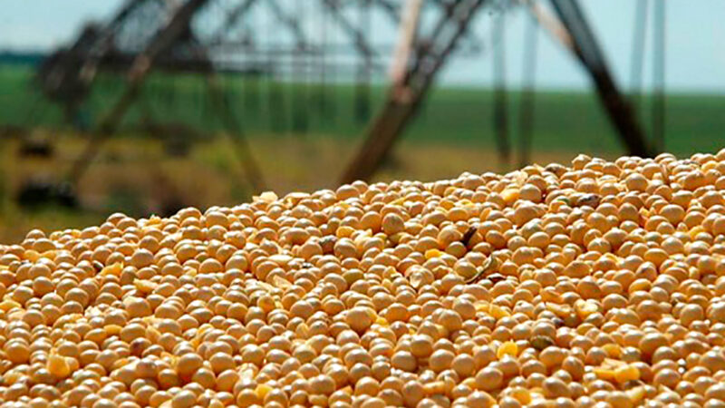 Cotação da soja disponível em Mato Grosso cai 5% e milho 2,7%