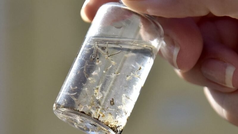 Prefeitura de Jundiaí confirma primeira morte por dengue na cidade