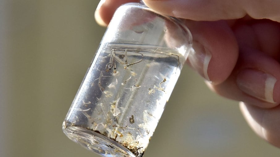 Prefeitura de Jundiaí confirma primeira morte por dengue na cidade