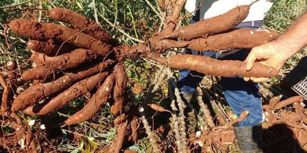 Escolas usam rede social e produtos locais para alimentação saudável
