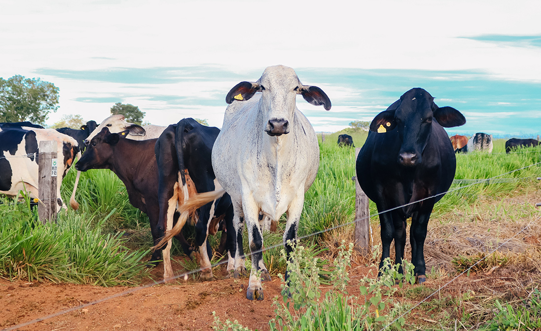 Campanha de atualização do estoque leiteiro em Mato Grosso começa hoje