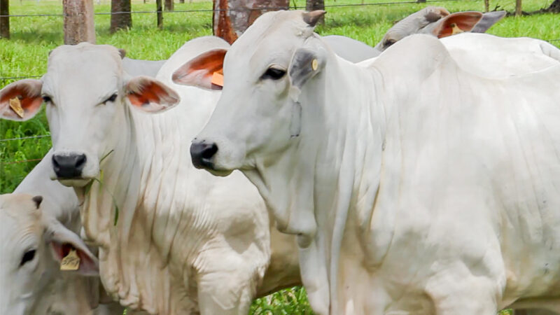 INDEA prorroga campanha de atualização de estoque de rebanhos em Mato Grosso