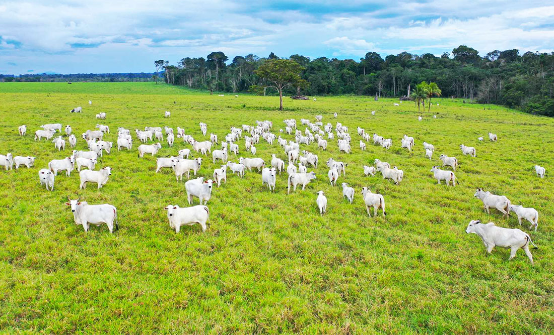 Queda na arroba da vaca em Mato Grosso atinge maior patamar na década