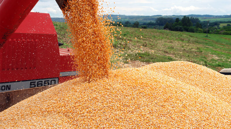 Preço do milho disponível em Mato Grosso cai mais 7%