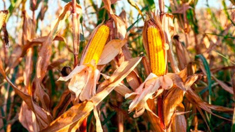 Cotação do milho disponível em Mato Grosso cai 3,8%