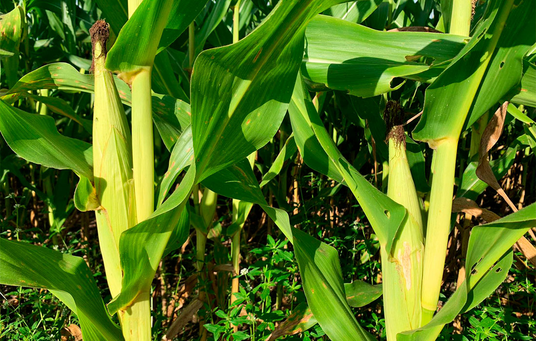 Custo de produção de milho em Mato Grosso tem leve queda