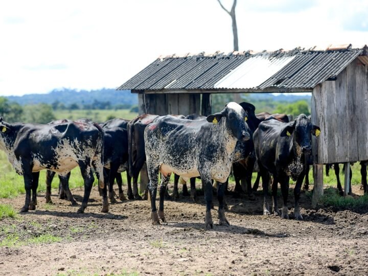 China libera restrições e abre caminho para ampliar exportações da carne brasileira