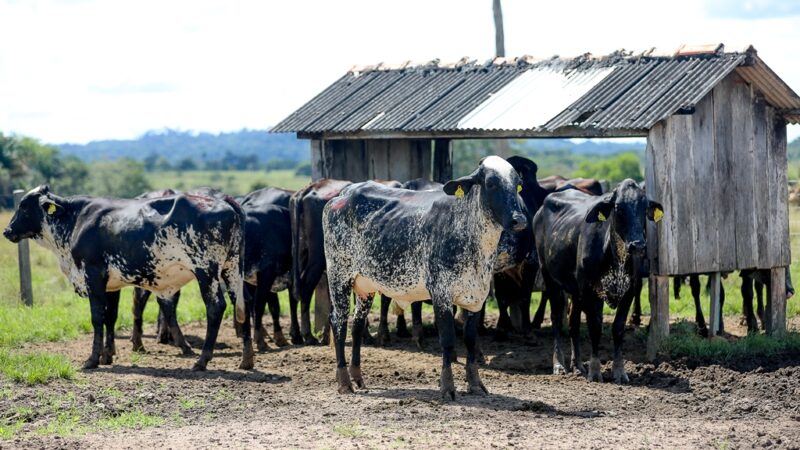 Mais de 50 mil produtores rurais já fizeram a comunicação de estoque de rebanho ao Indea