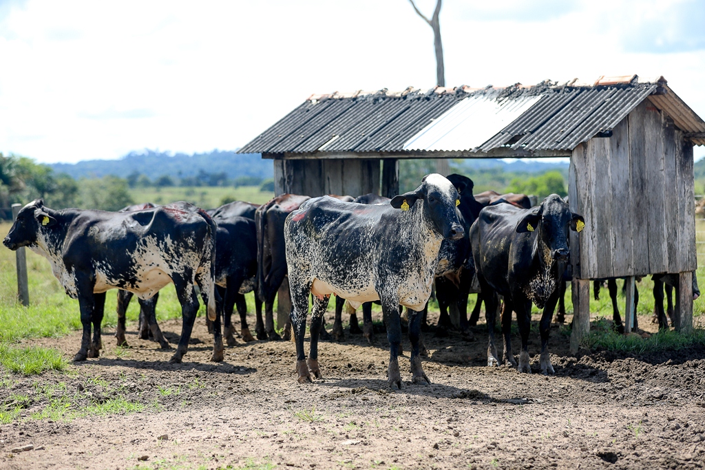 Mais de 50 mil produtores rurais já fizeram a comunicação de estoque de rebanho ao Indea