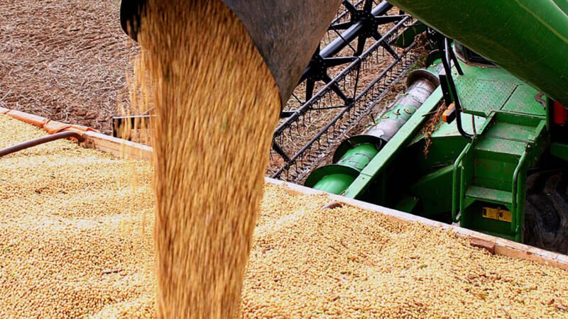 Soja disponível em Mato Grosso segue com queda nos preços