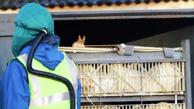 Brasil confirma primeiros casos de gripe aviária em aves silvestres
