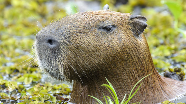 Capivara faz voo da Gol arremeter em pista do aeroporto Santos Dumont