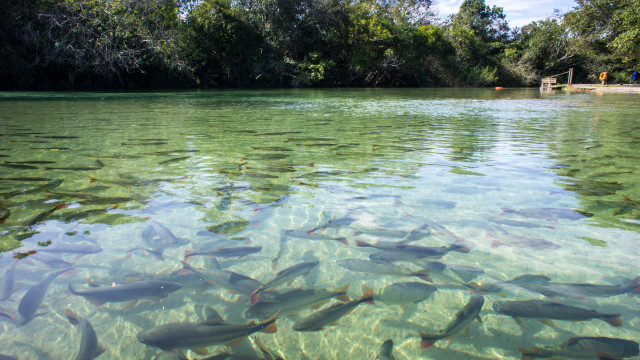 1/5 dos peixes vendidos em 6 estados da Amazônia têm alta concentração de mercúrio