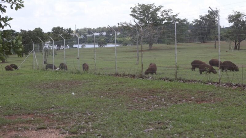 Campinas inicia inventário de capivaras nos parques da cidade