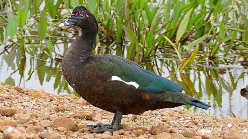 Gripe aviária: MG registra primeiro caso da doença em pato