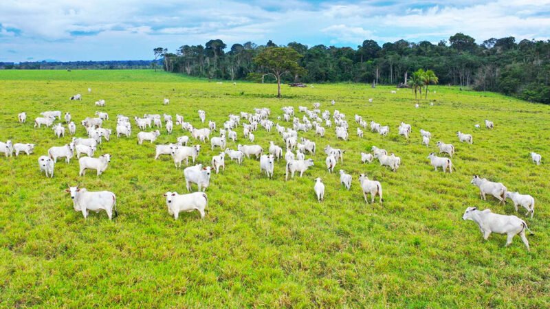 Cotação do boi gordo fica estável em Mato Grosso; da vaca baixa