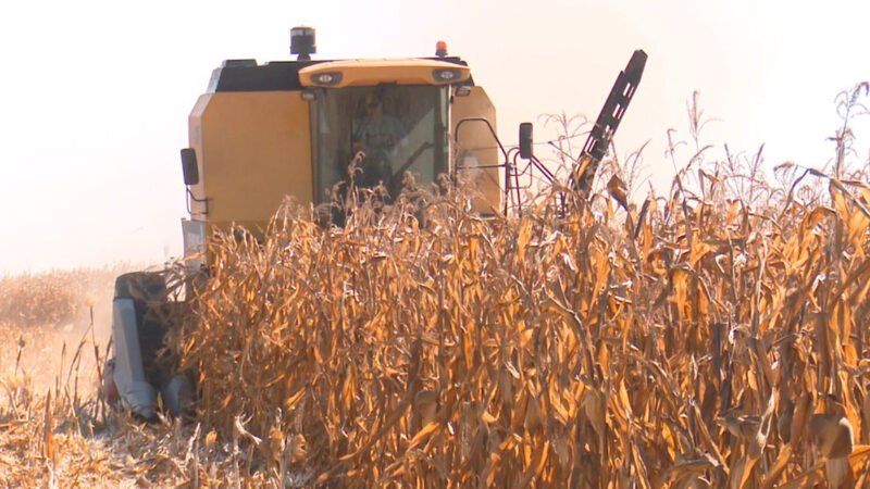 Milho disponível em Mato Grosso cai 10% e preço atinge um dos menores patamares