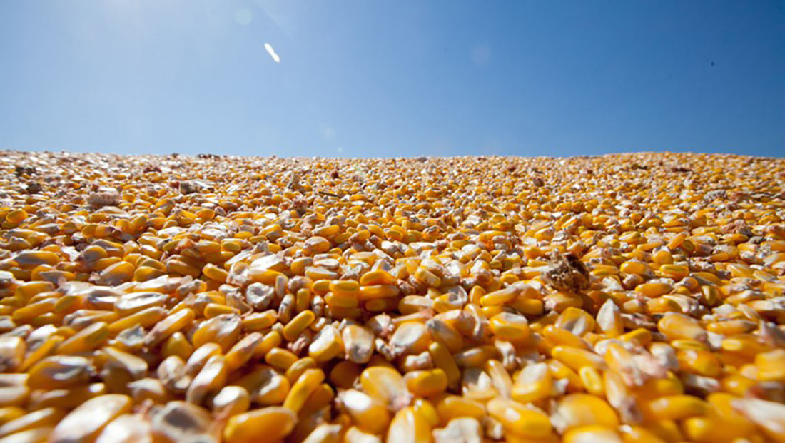 Aumento na margem bruta das usinas de etanol de milho em Mato Grosso