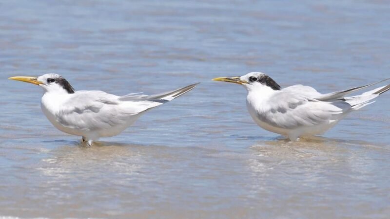 Estado do Rio de Janeiro confirma mais dois casos de gripe aviária