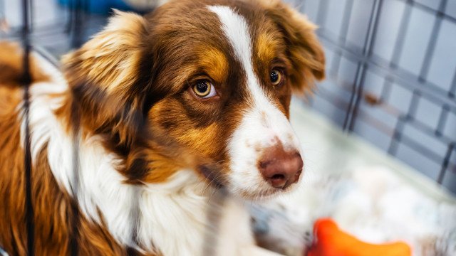 Polícia investiga morte de cadela por maus-tratos em pet shop de Goiânia