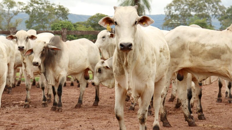 Preço do boi gordo em Mato Grosso reage; da vaca segue em queda
