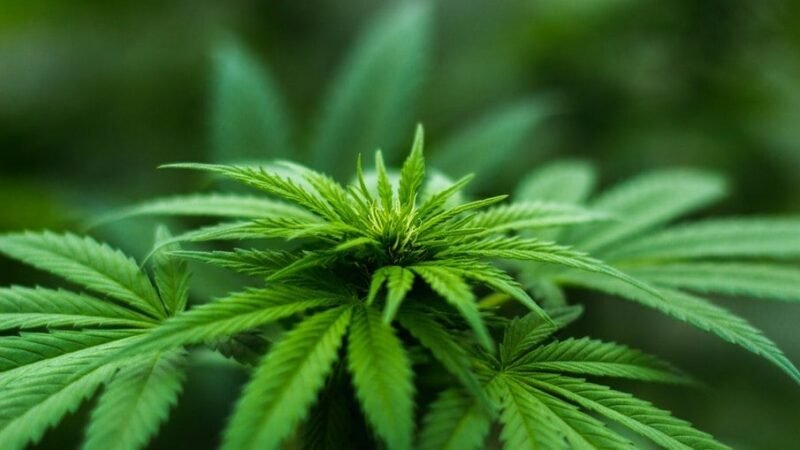 Anvisa proíbe importação da cannabis in natura até para uso medicinal