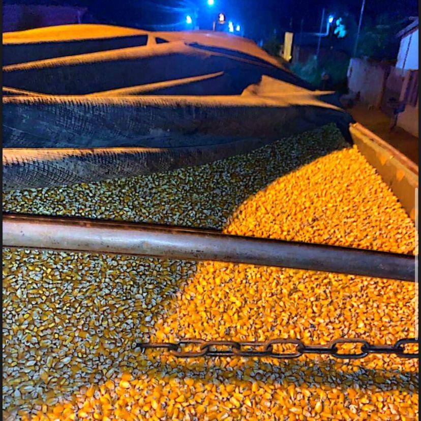 Venda de milho em Mato Grosso aumenta para abrir espaço em armazéns; preço cai 2,4%