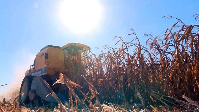 Colheita de milho em Mato Grosso entra na reta final; Nortão deve concluir primeiro