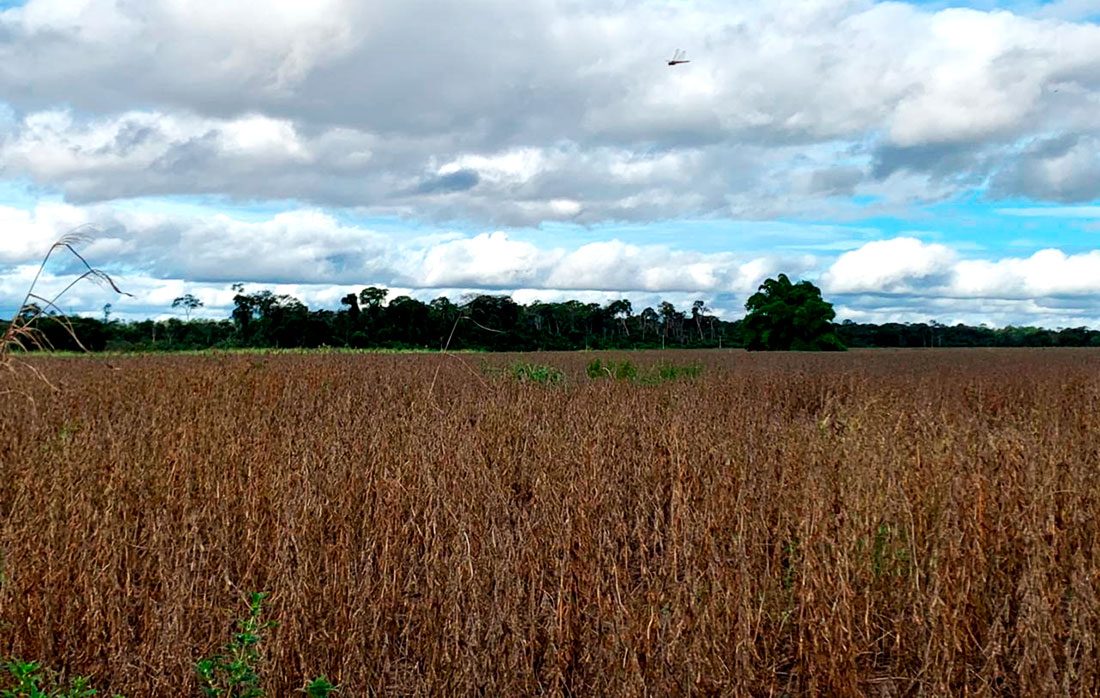 Queda no preço da soja em Mato Grosso impacta no valor produto da produção