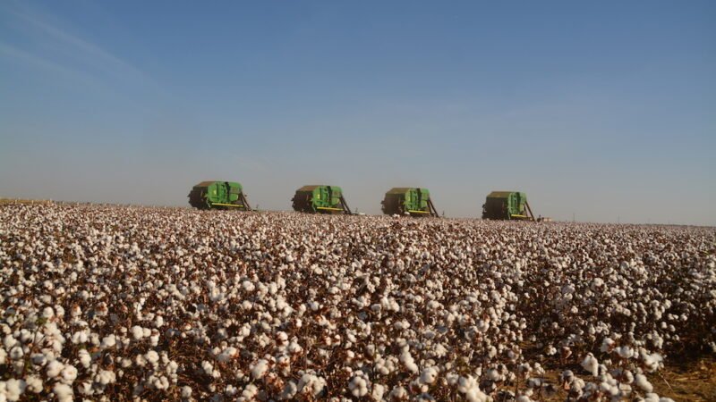 Colheita de algodão em Mato Grosso avança e chega a 11%
