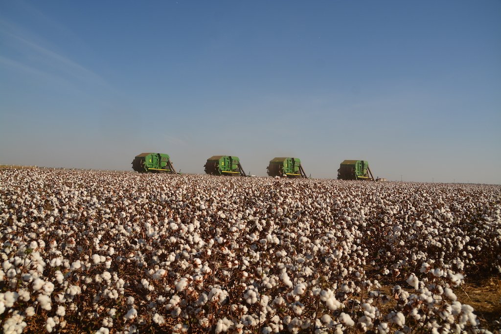 Colheita de algodão em Mato Grosso avança e chega a 11%