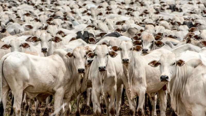 Cotação da vaca gorda em Mato Grosso aumenta e do bezerro cai