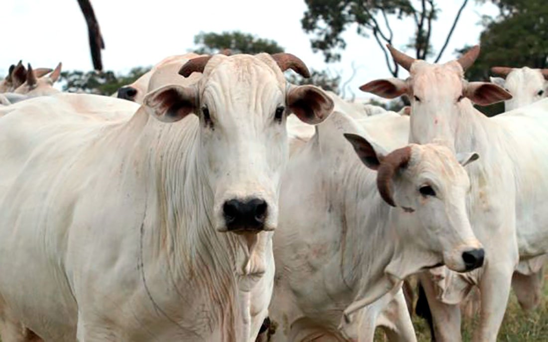 Preço da cava gorda ‘reage’ em Mato Grosso