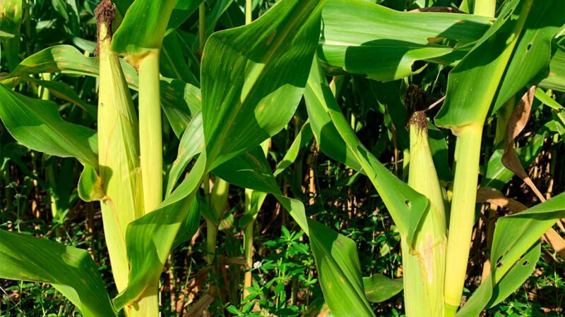 Valor bruto da produção do milho em Mato Grosso cai 12%