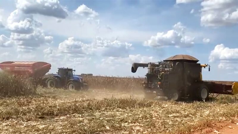 Custeio da safra de milho de alta tecnologia em Mato Grosso cai 2,1%