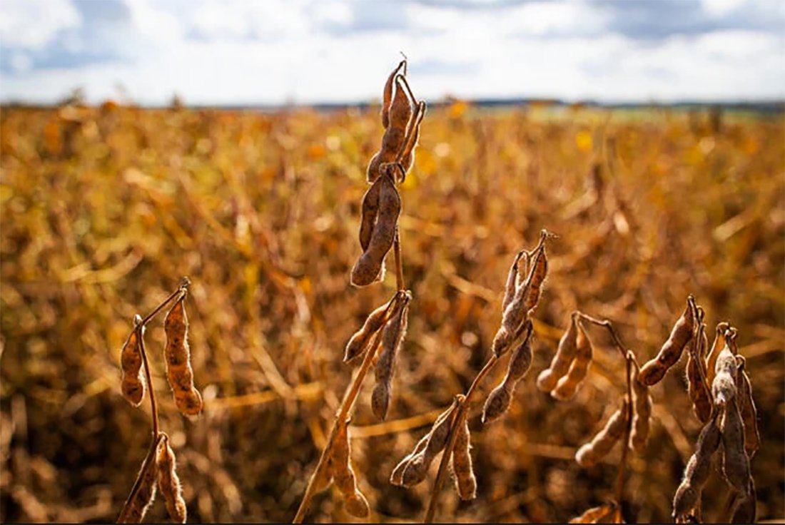 Ministério da Agricultura altera calendário de plantio da soja; governo de Mato Grosso diz que não foi consultado
