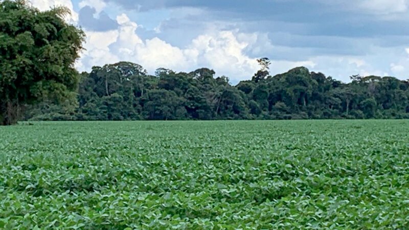 Custo operacional efeito da soja em Mato Grosso é 7,8% menor em relação a safra passada