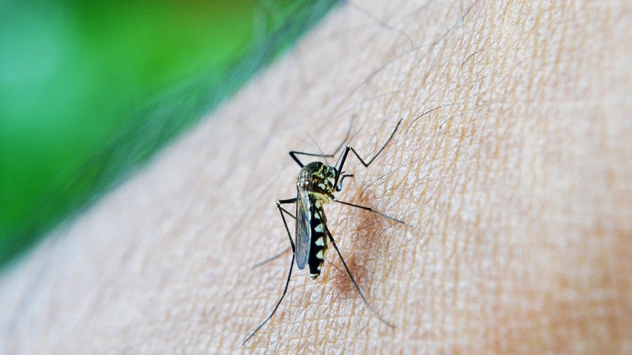 Dengue: Saúde prioriza produto nacional e vacina pode ficar para 2025