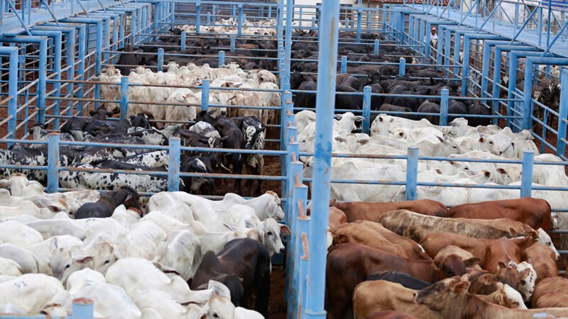 Diferencial de base do boi gordo entre Mato Grosso e São Paulo sobe para 16,5%