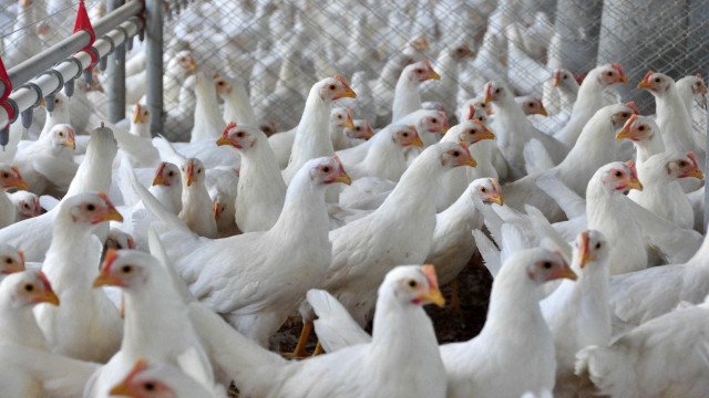 Gripe aviária: Agricultura orienta Estados a declararem emergência zoosanitária