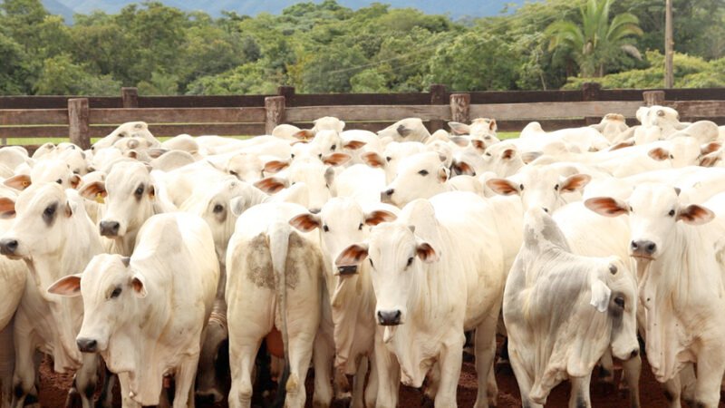 Preço do boi gordo à vista em Mato Grosso tem alta de 1,9%